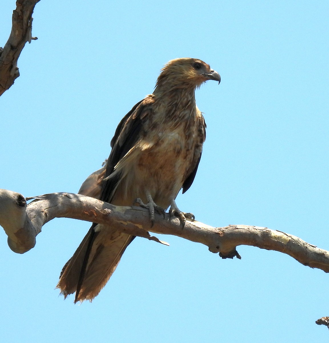 Whistling Kite - ML646503219