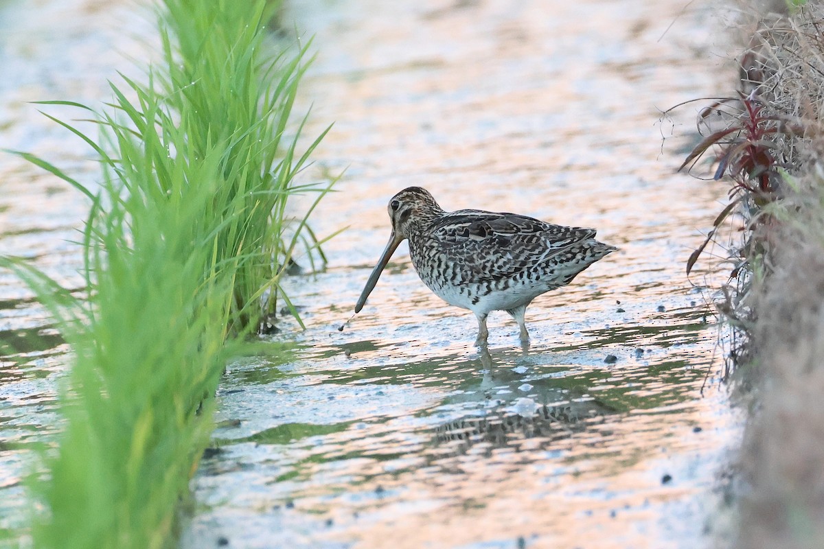 bajkalbekkasin/sibirbekkasin - ML646503222