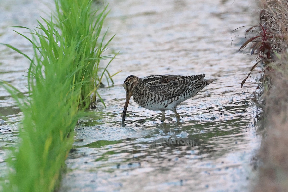 bajkalbekkasin/sibirbekkasin - ML646503223