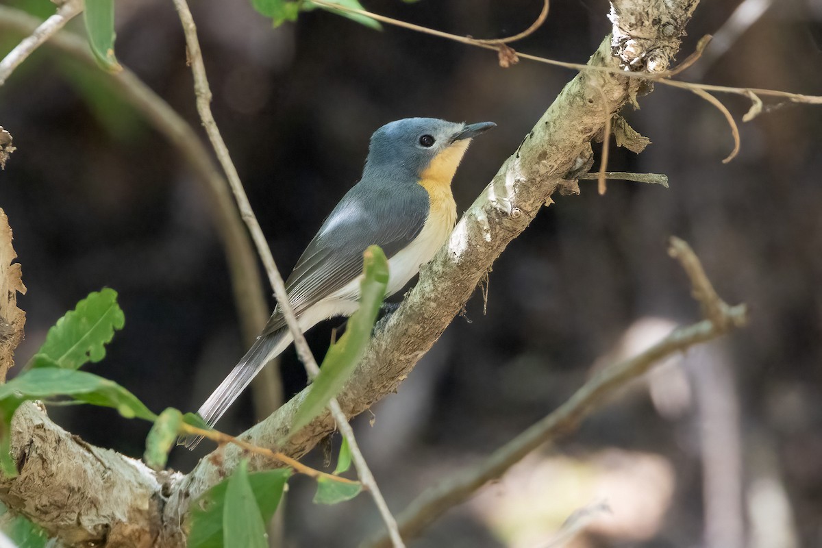 Breitschnabelmonarch - ML646503224