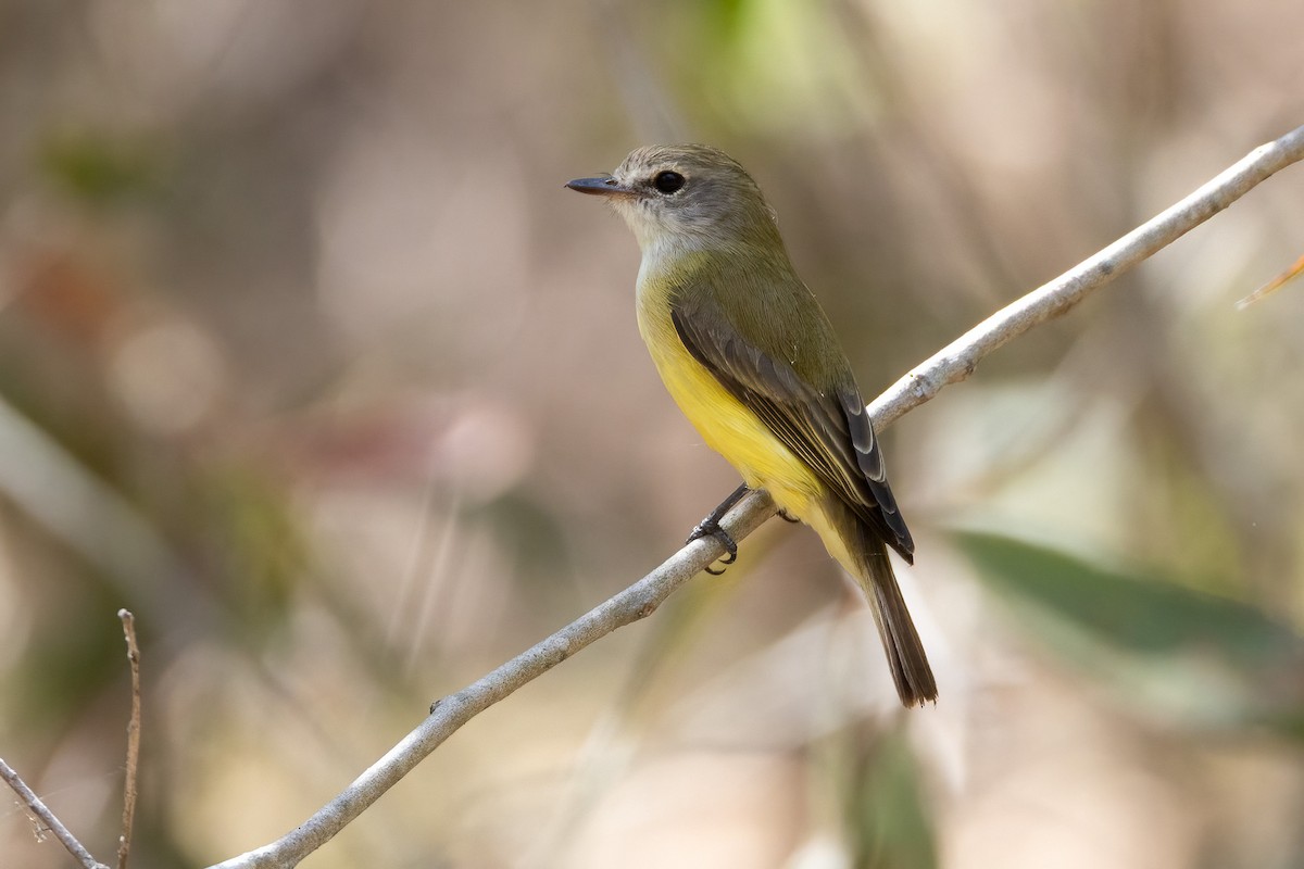 Limonenbauchschnäpper - ML646503226