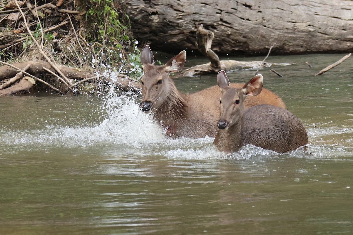 スイロク - ML646503227