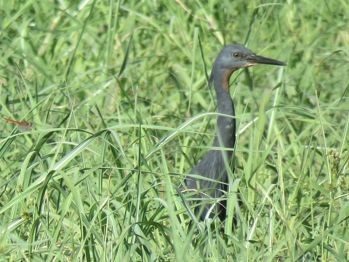 Slaty Egret - ML646503228