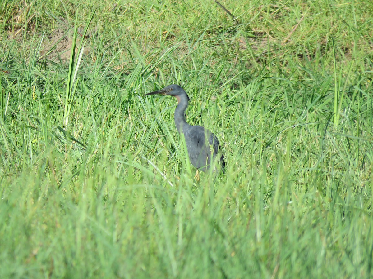Slaty Egret - ML646503229