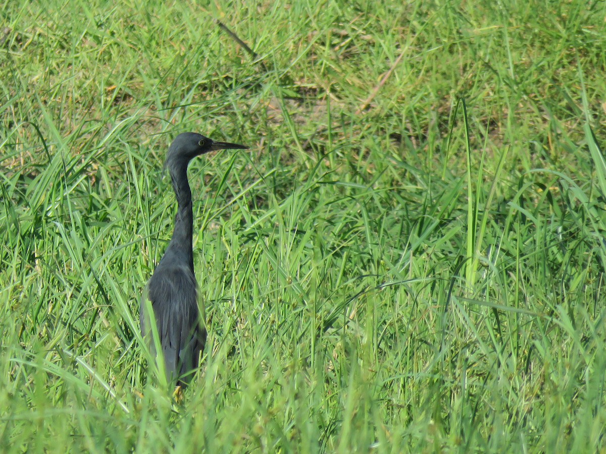 Slaty Egret - ML646503230