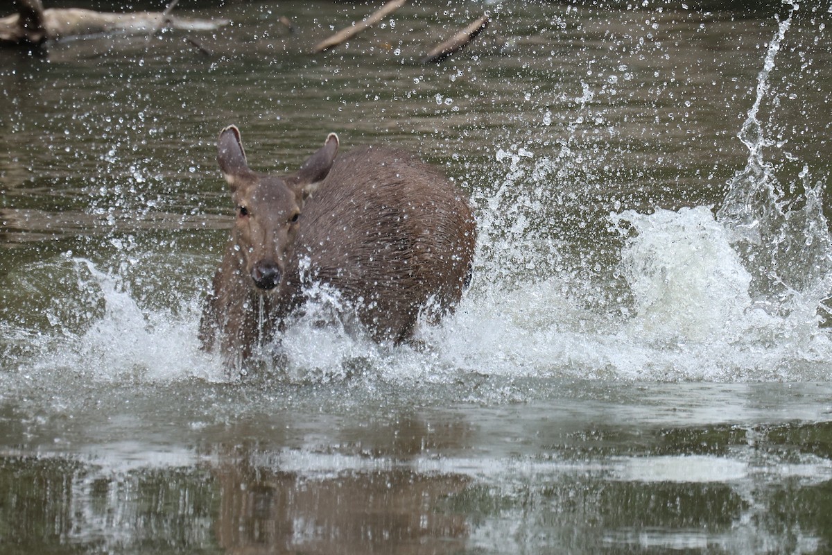スイロク - ML646503231