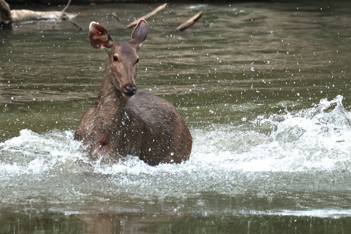 スイロク - ML646503232