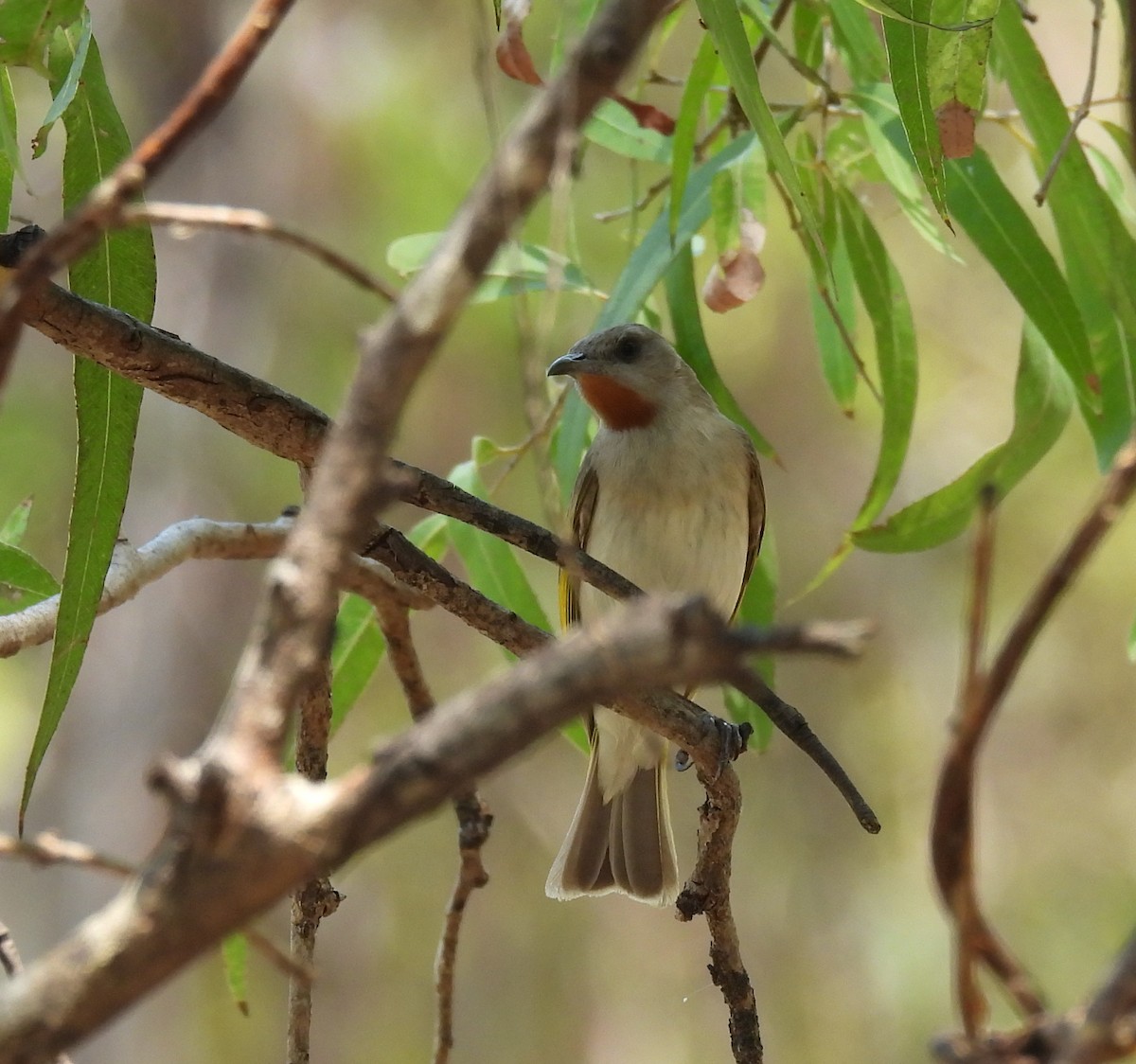 Rufous-throated Honeyeater - ML646503233