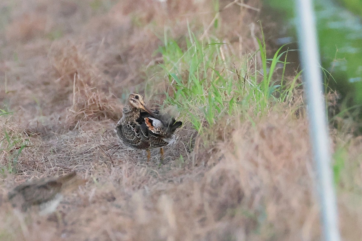 bajkalbekkasin - ML646503234