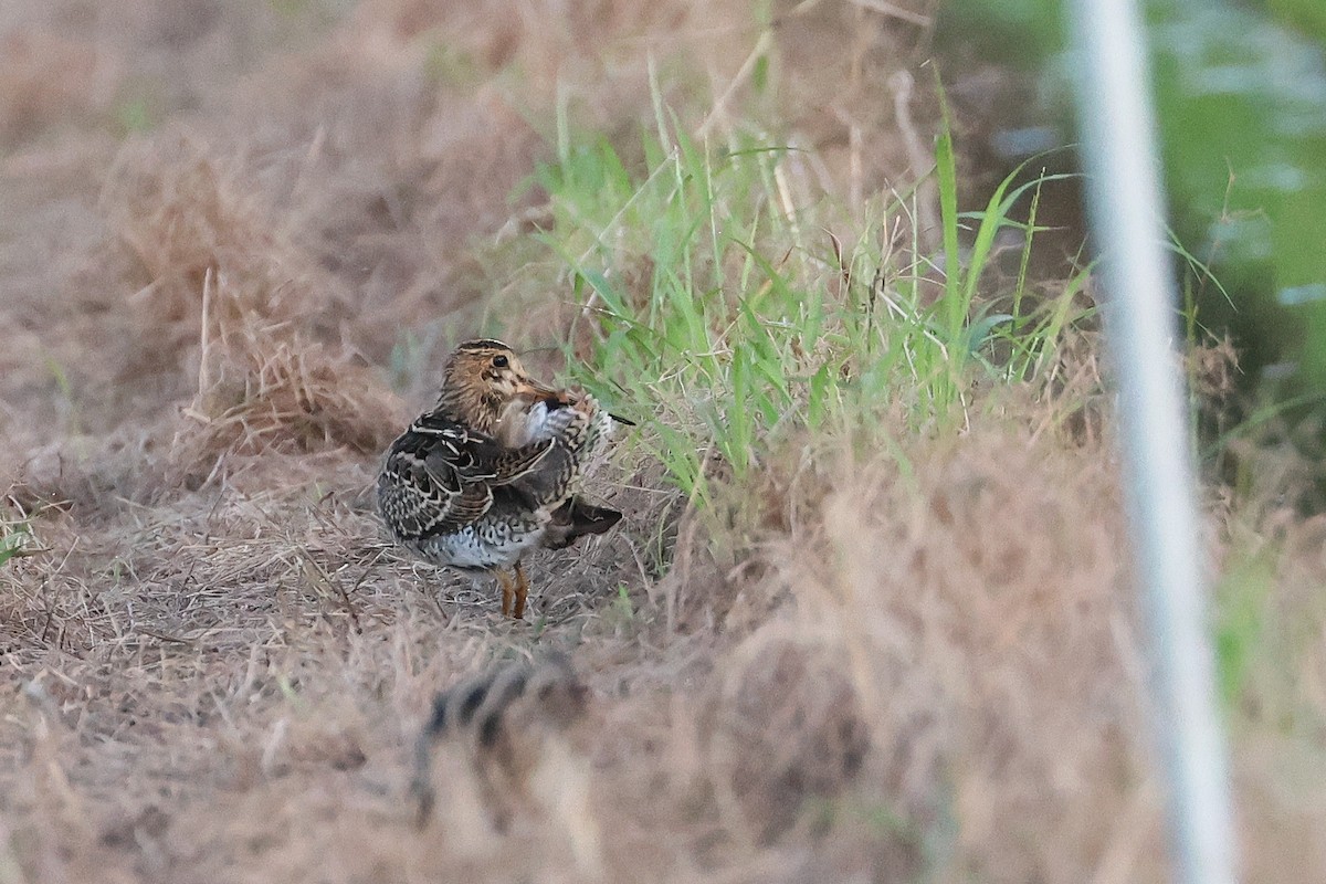 bajkalbekkasin - ML646503235