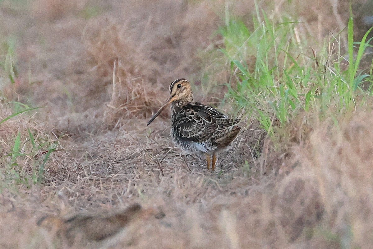 bajkalbekkasin - ML646503236