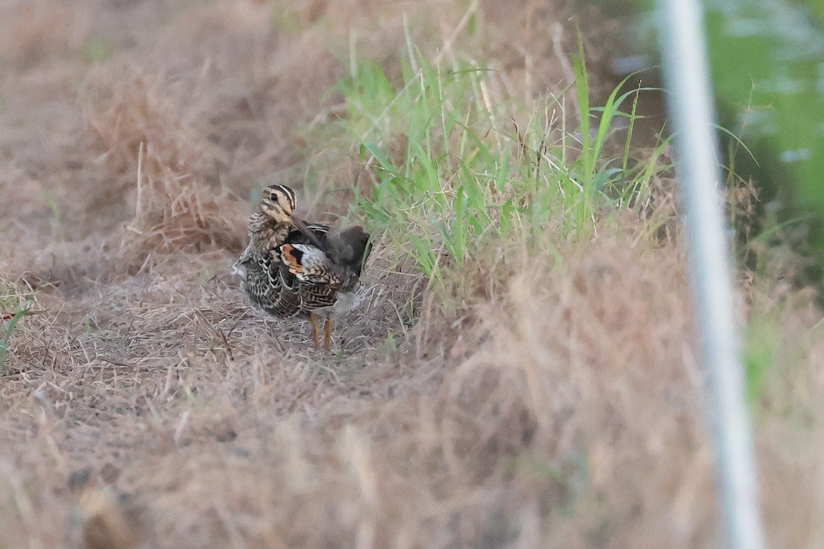 bajkalbekkasin - ML646503237