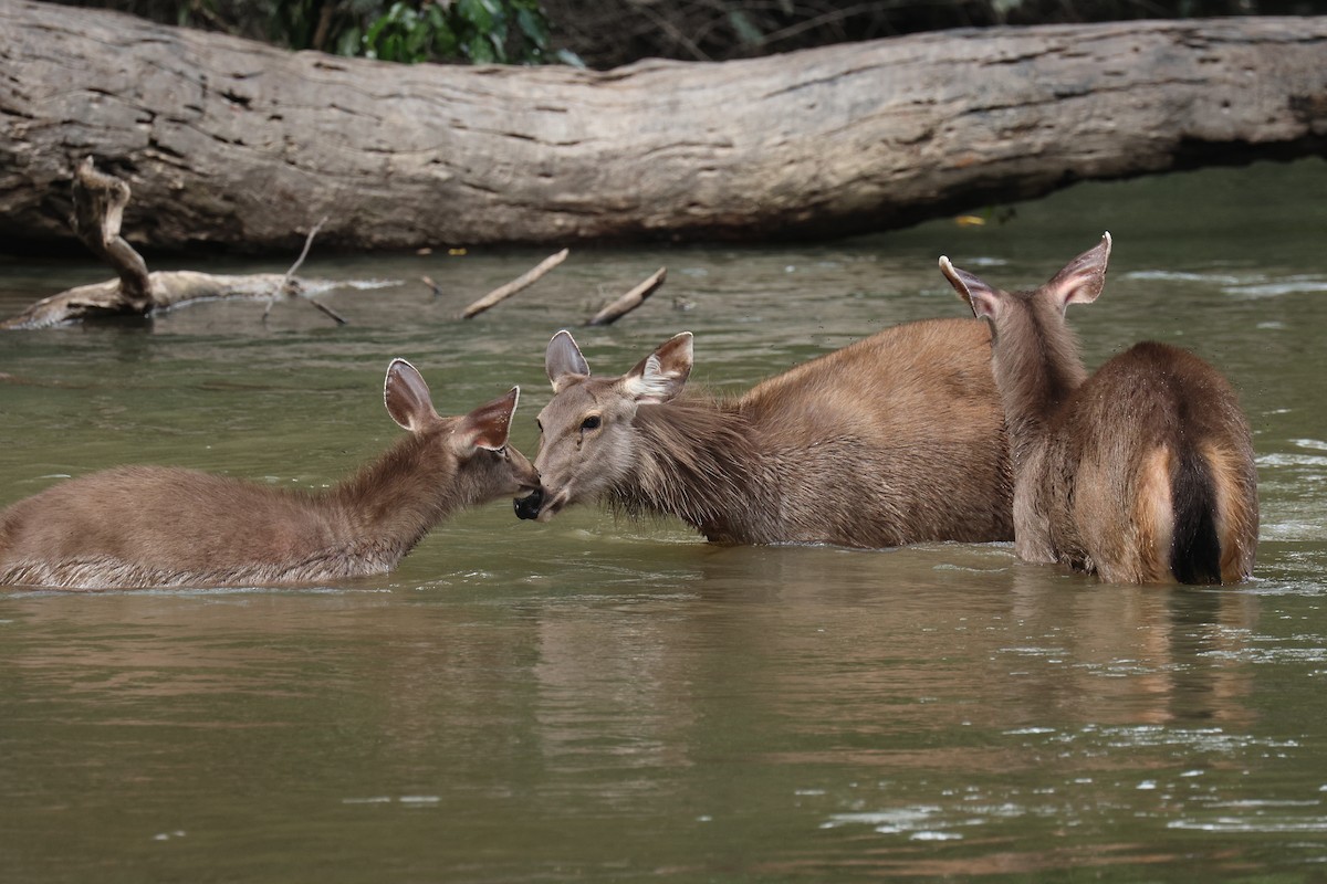 スイロク - ML646503238