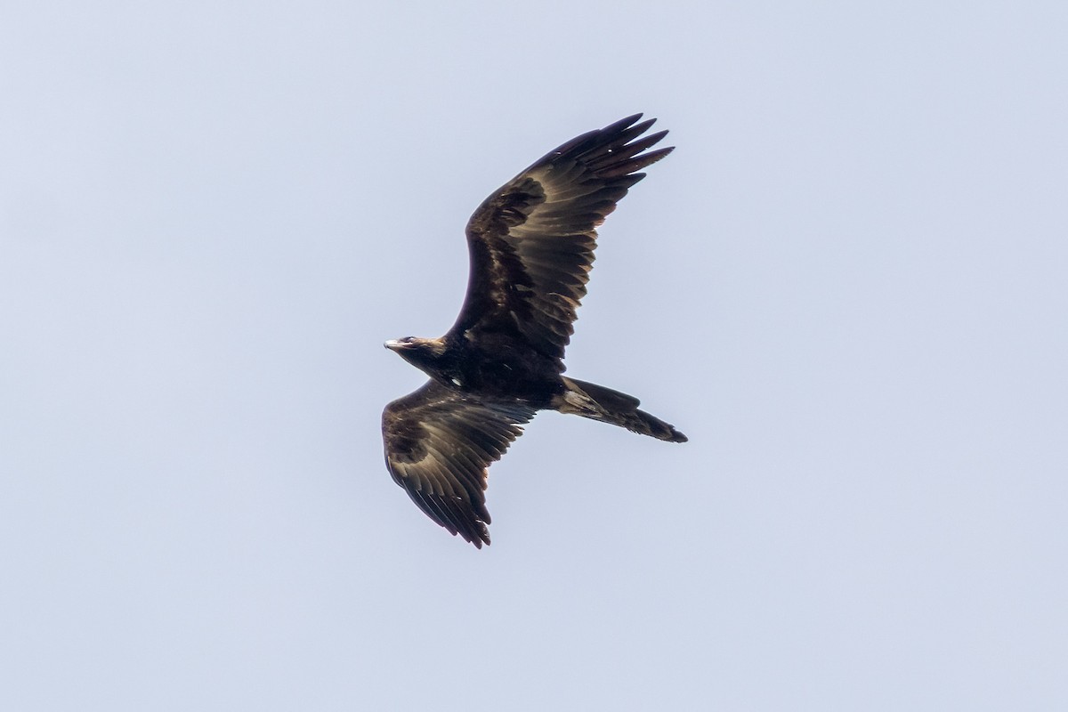 Keilschwanzadler - ML646503240