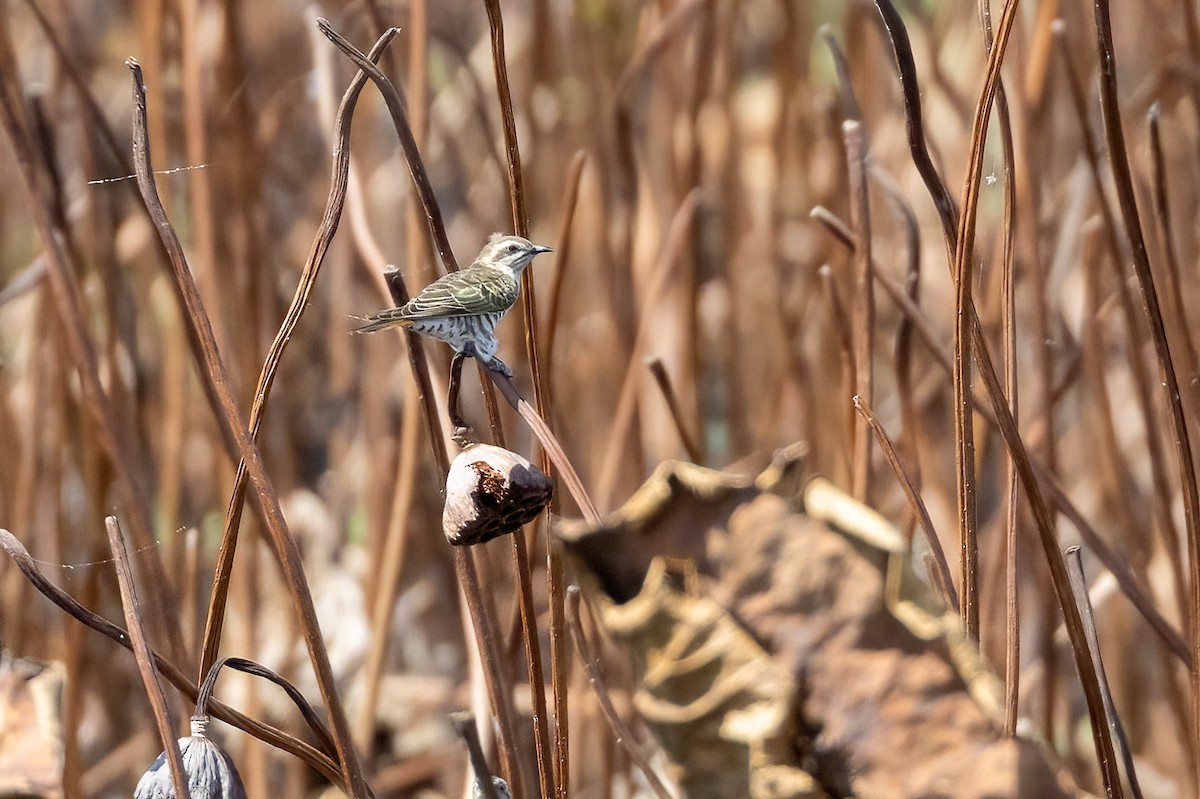 Rotschwanzkuckuck - ML646503243