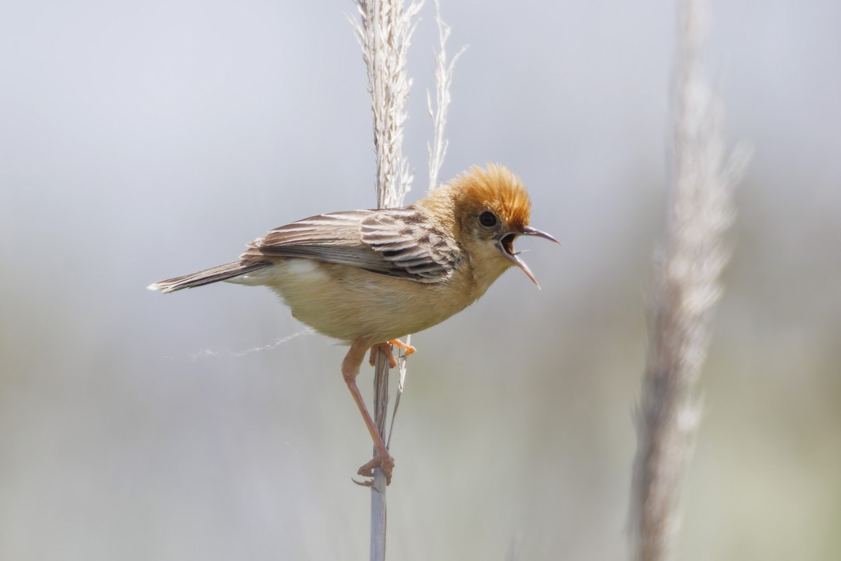 Golden-headed Cisticola - ML646503244