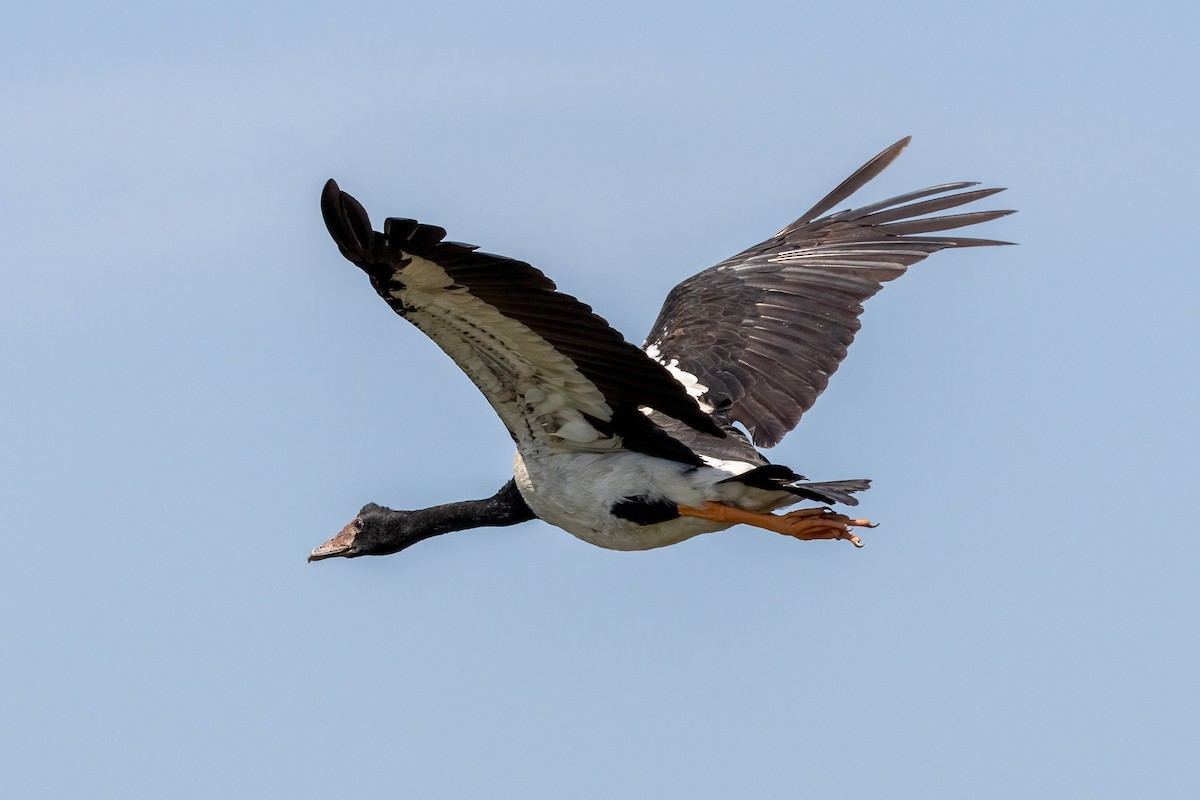 Spaltfußgans - ML646503245