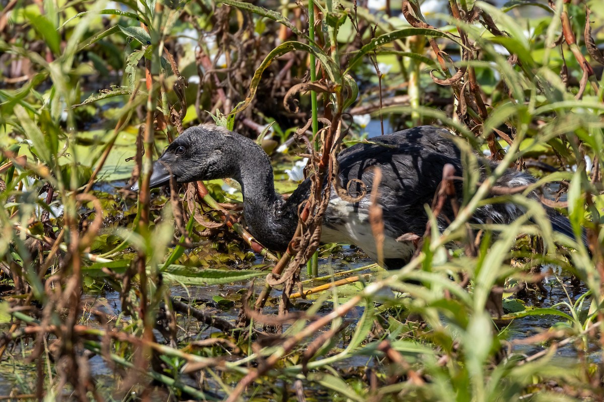 Spaltfußgans - ML646503246