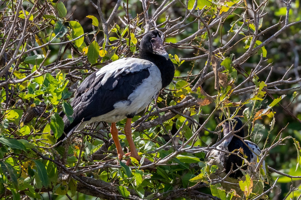 Spaltfußgans - ML646503247