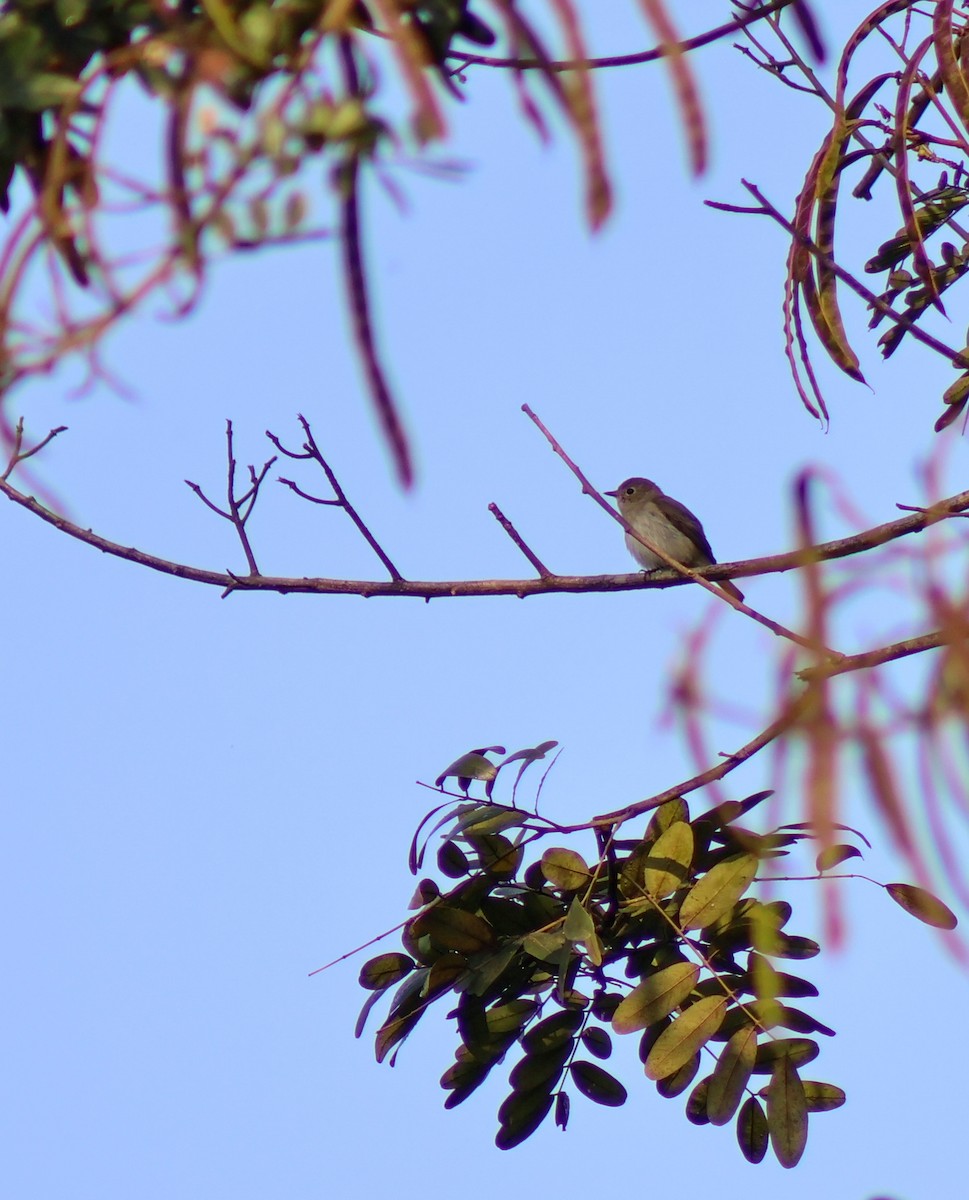 Taiga Flycatcher - ML646503248