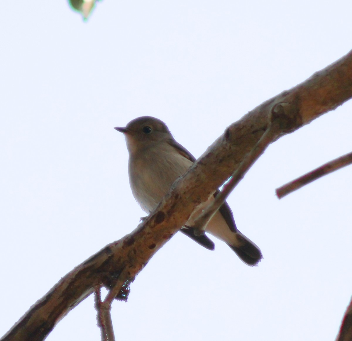 Taiga Flycatcher - ML646503249
