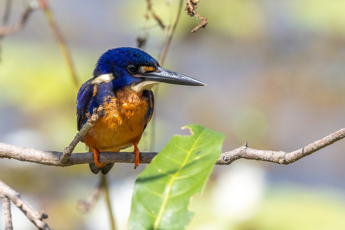 Azurzwergfischer - ML646503250