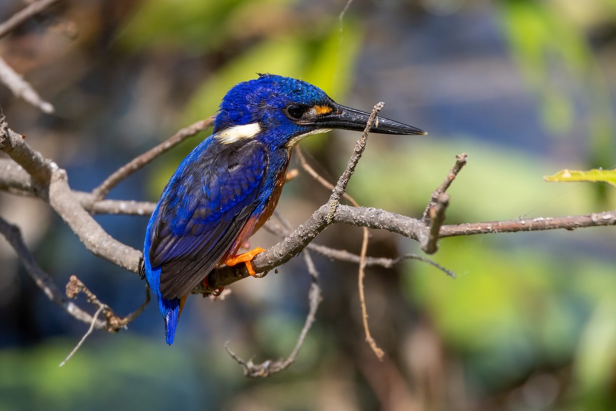 Azurzwergfischer - ML646503251