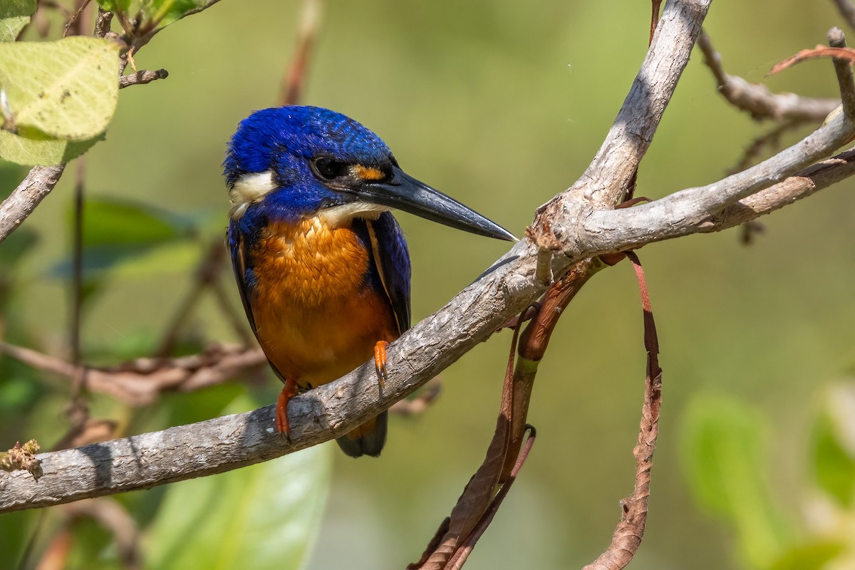 Azurzwergfischer - ML646503252