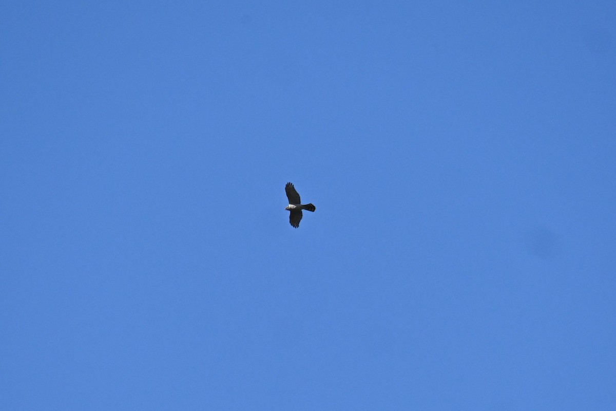 hønsehauk - ML646503253