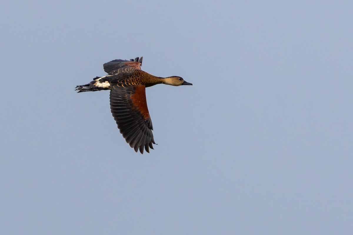 Wanderpfeifgans - ML646503254