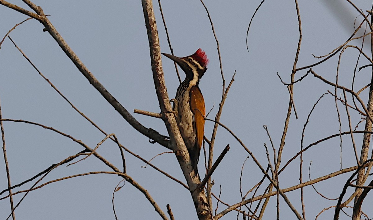 Бенгальский дятел-султан - ML646503257