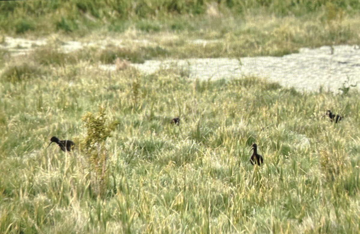 pisila černá - ML646503259