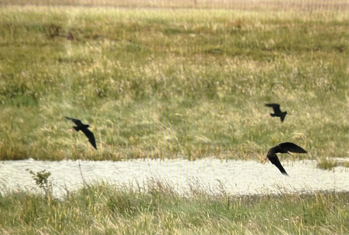 pisila černá - ML646503260