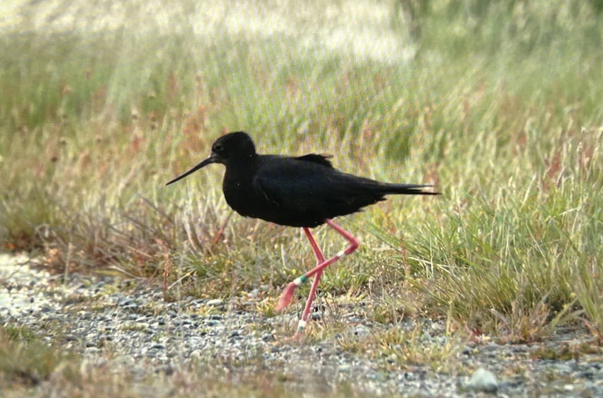 pisila černá - ML646503261