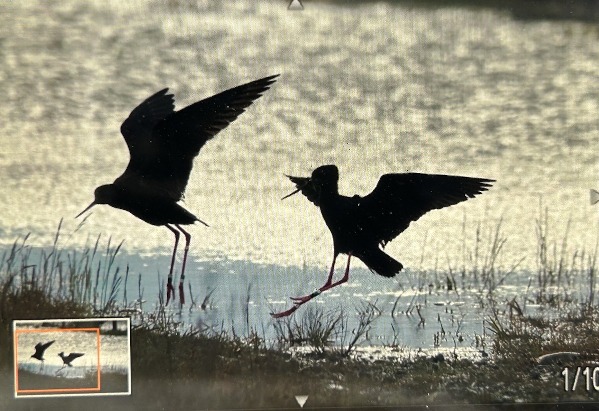 pisila černá - ML646503263