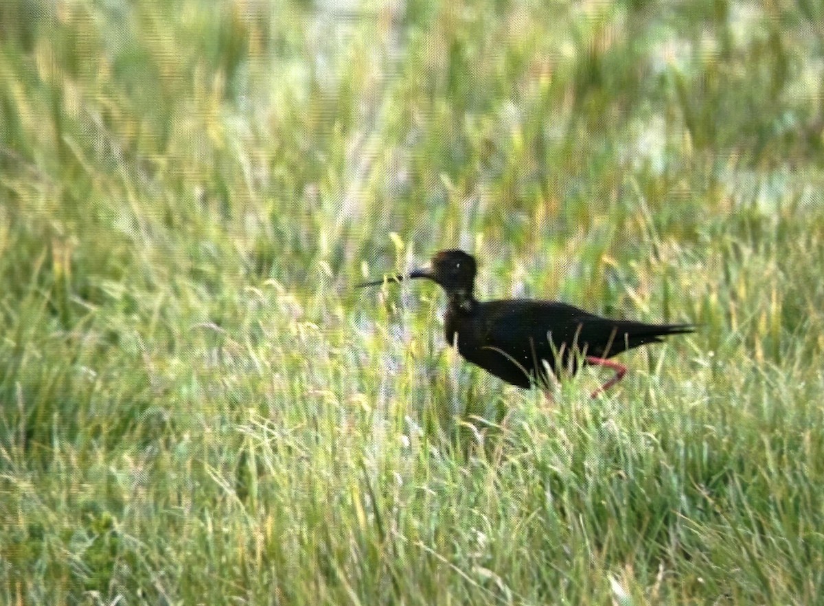 pisila černá - ML646503264