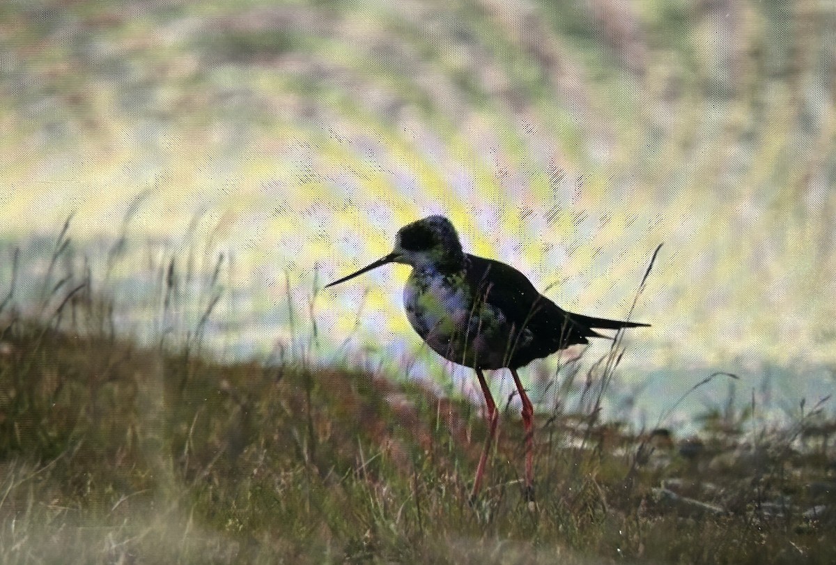 pisila černá - ML646503265