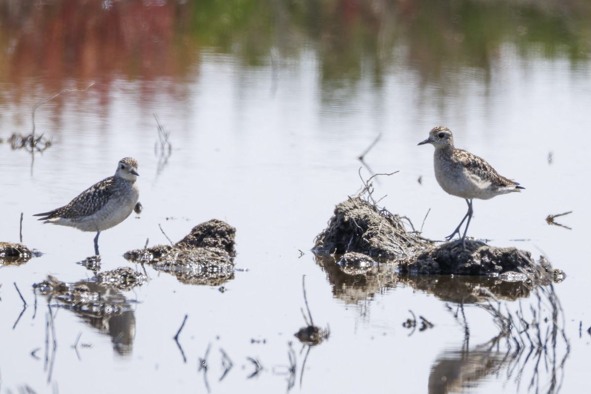חופזי קטן - ML646503266
