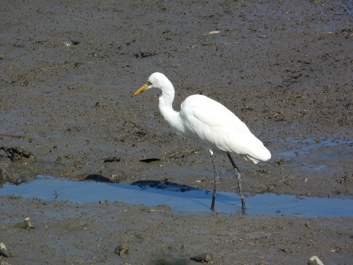 Medium Egret - ML646503267