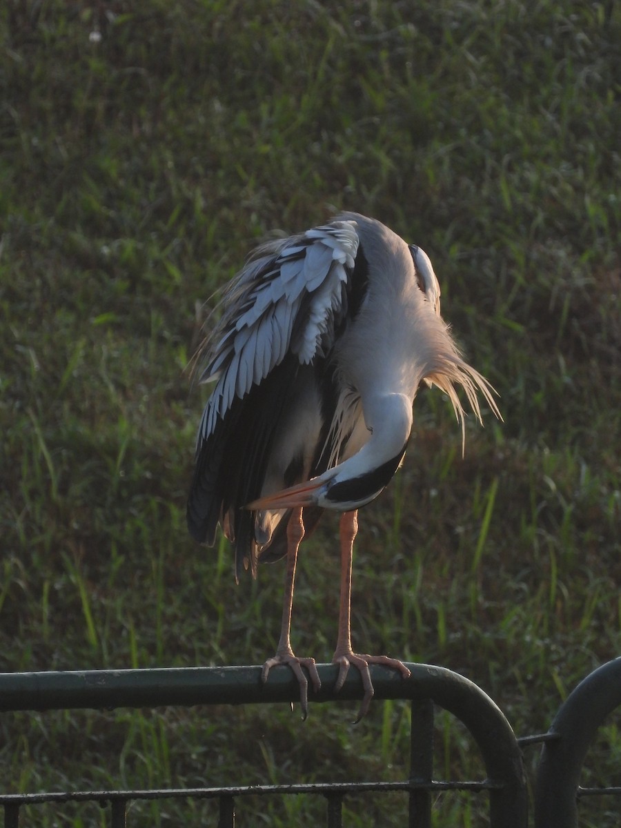 Gray Heron - ML646503268