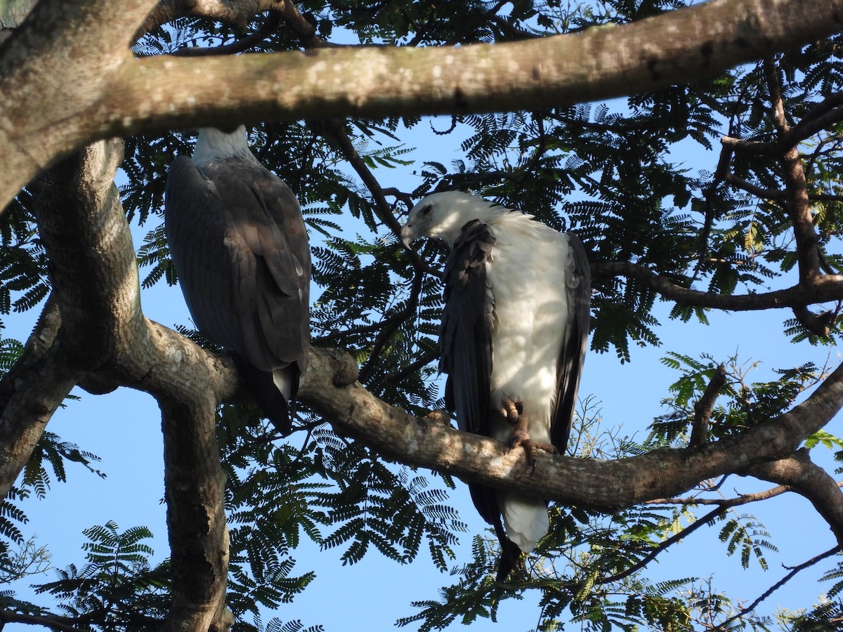 White-bellied Sea-Eagle - ML646503269