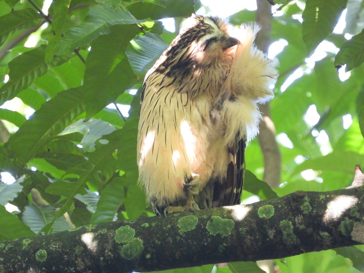 Buffy Fish-Owl - ML646503270