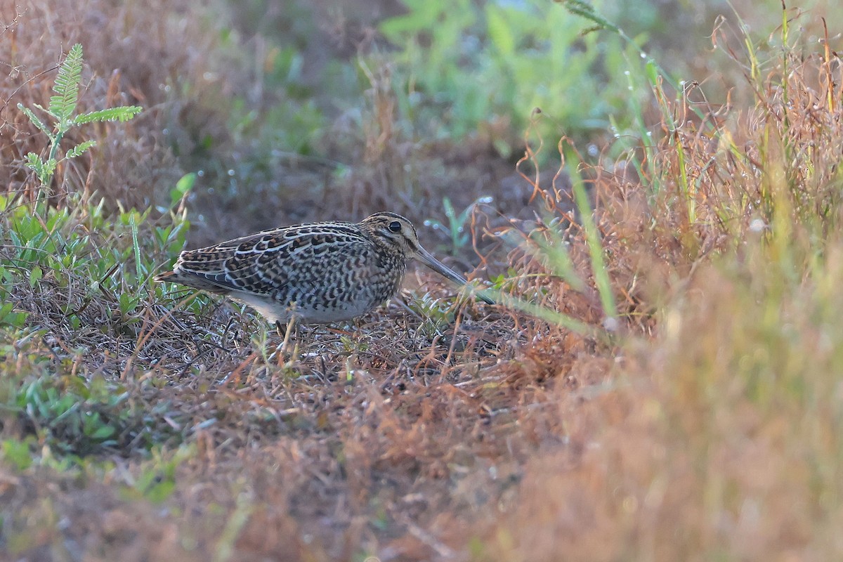 bajkalbekkasin/sibirbekkasin - ML646503274