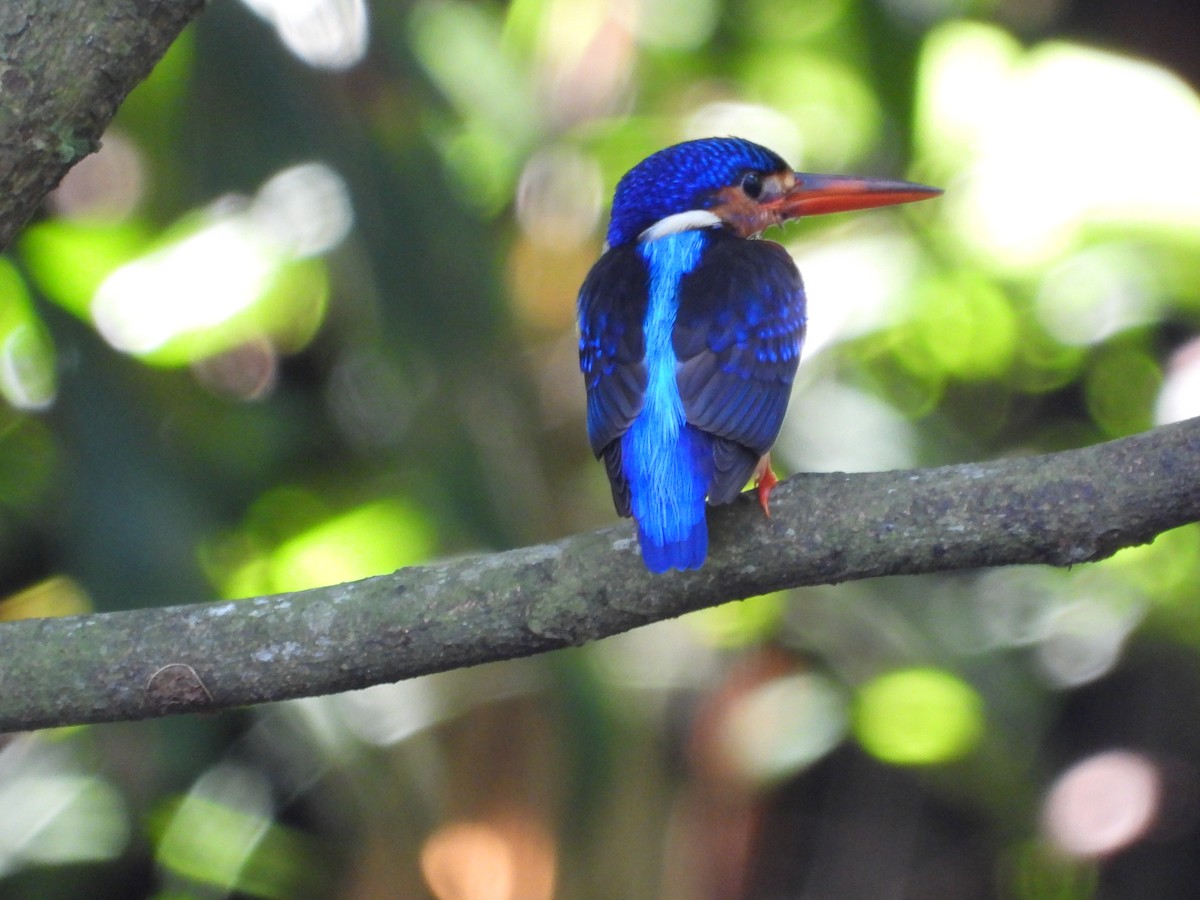 Blue-eared Kingfisher - ML646503276