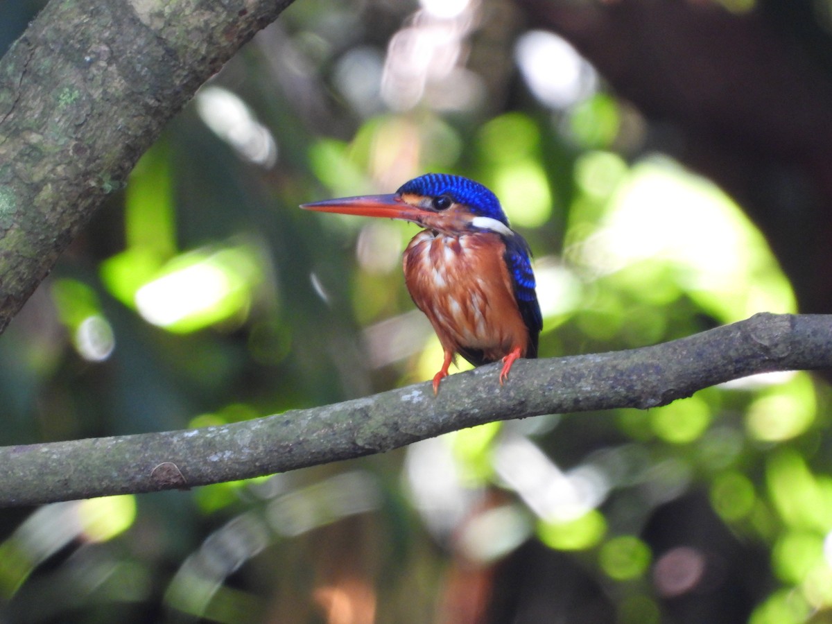 Blue-eared Kingfisher - ML646503277