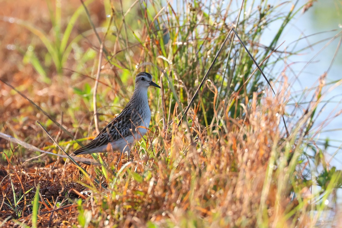 langtåsnipe - ML646503278