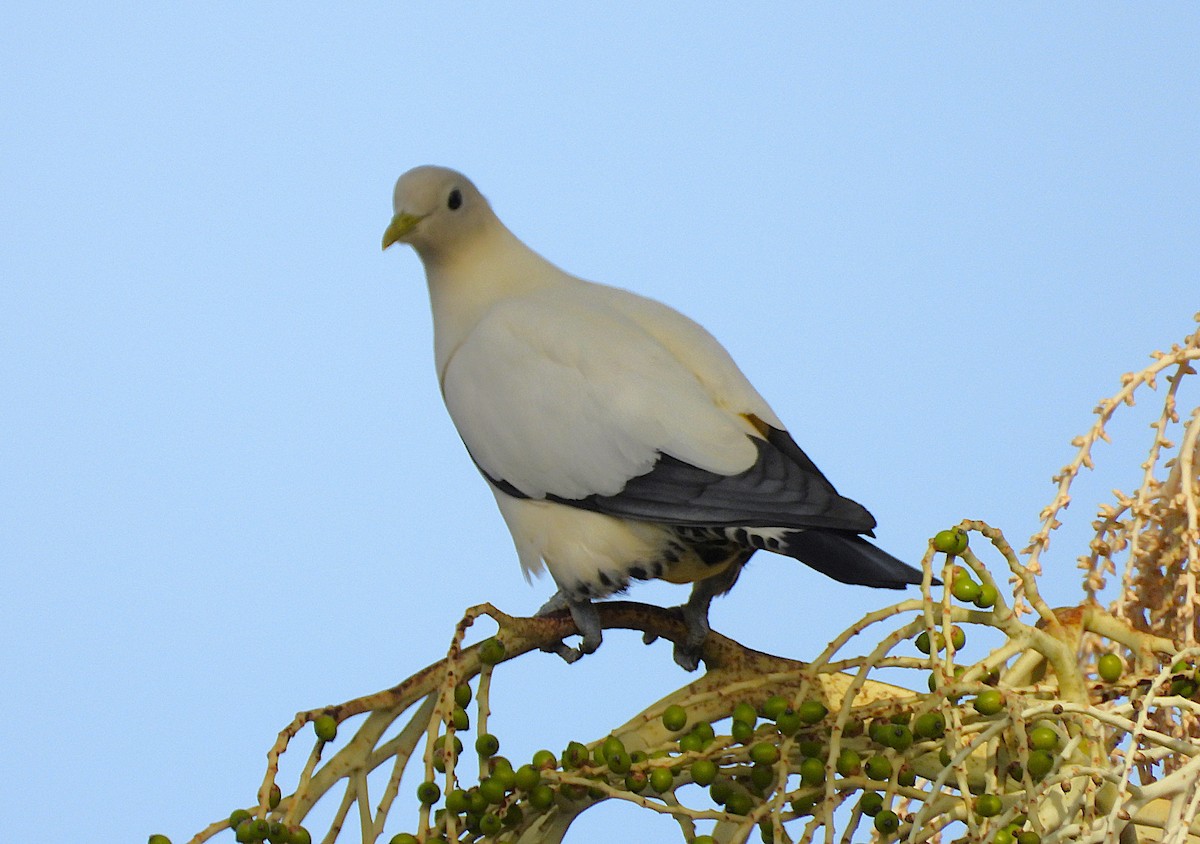 Carpophage argenté - ML646503279