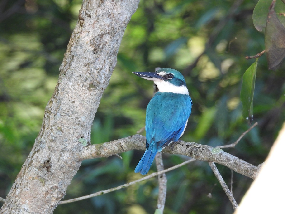 Collared Kingfisher - ML646503285