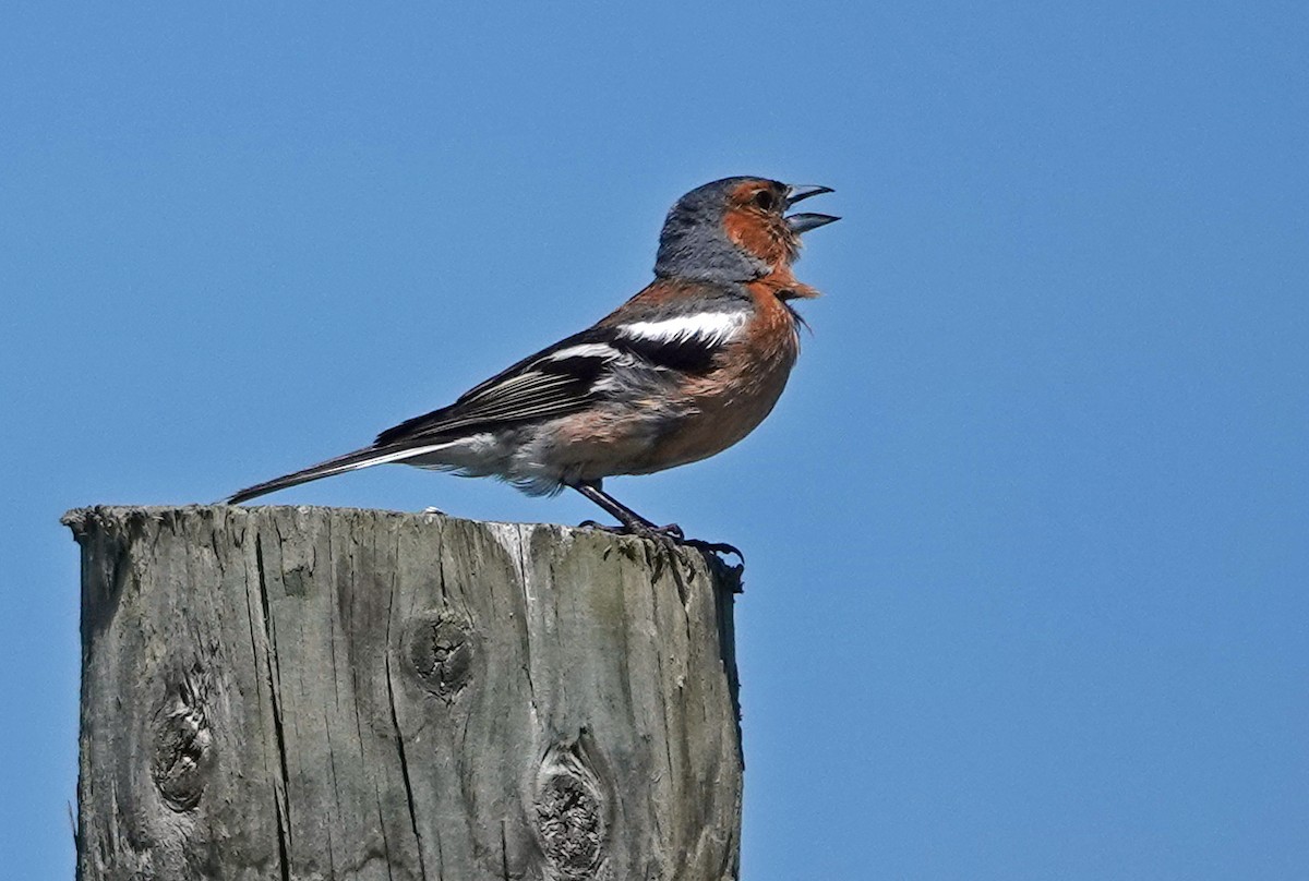 ズアオアトリ - ML646503286