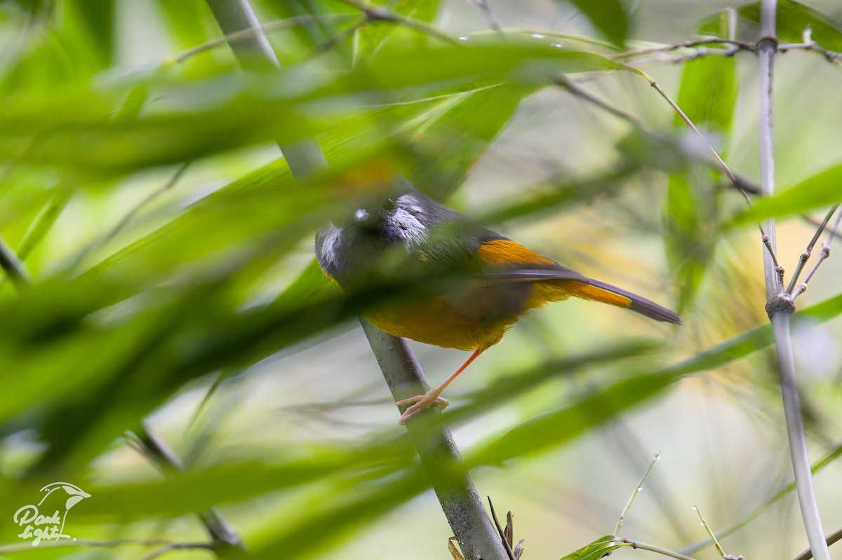 Golden-breasted Fulvetta - ML646503288